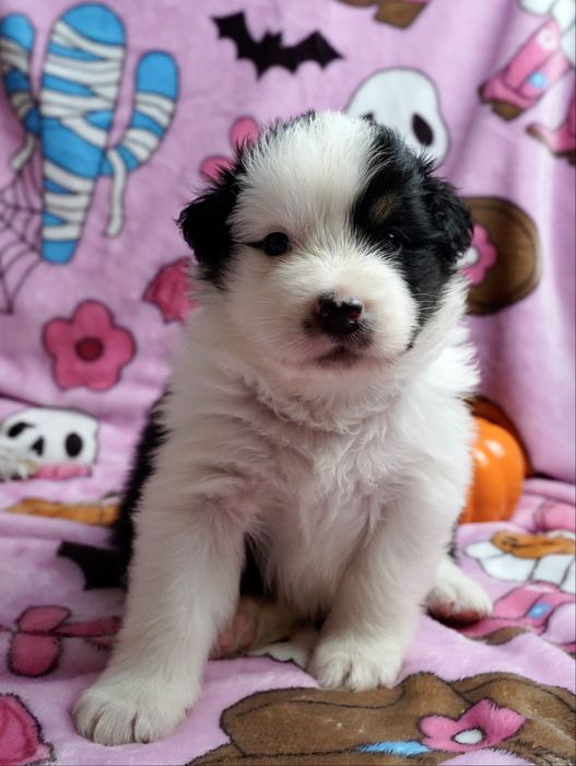 Owczarek australijski aussie FCI szczeniak black tri piesek