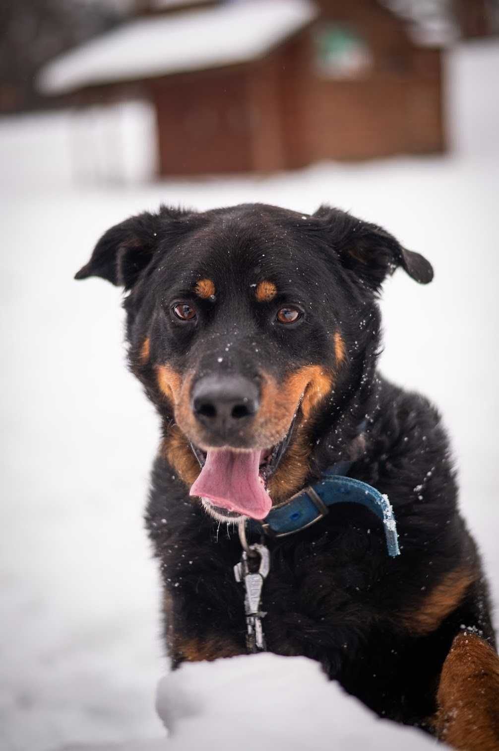 Rottweiler ALEX szuka kochającego domu!