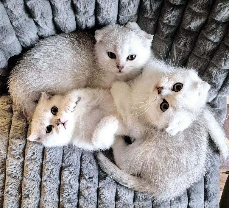 Котята шотландская серебристая шиншилла шотландские котята