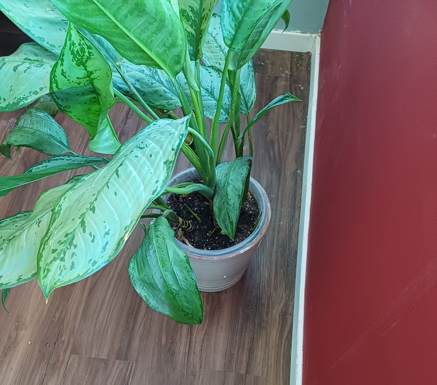 Planta - Aglaonema com vaso cerâmico