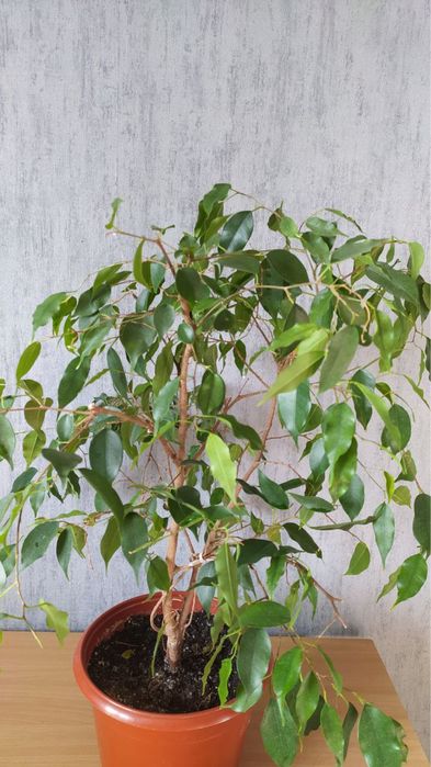 Фикус Бенджамина 50 см