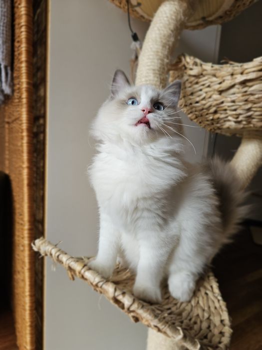 Ragdoll kocurek Blue Bikolor po kastracji