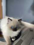 Puchaty kocurek Ragdoll