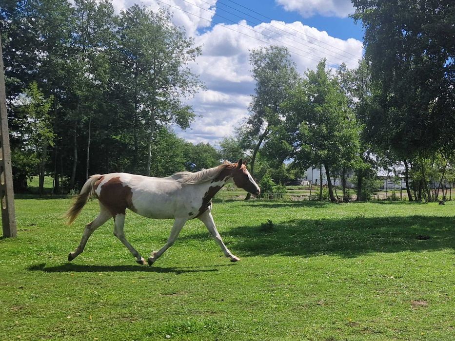 klacz małopolska srokata wpisana do księgi