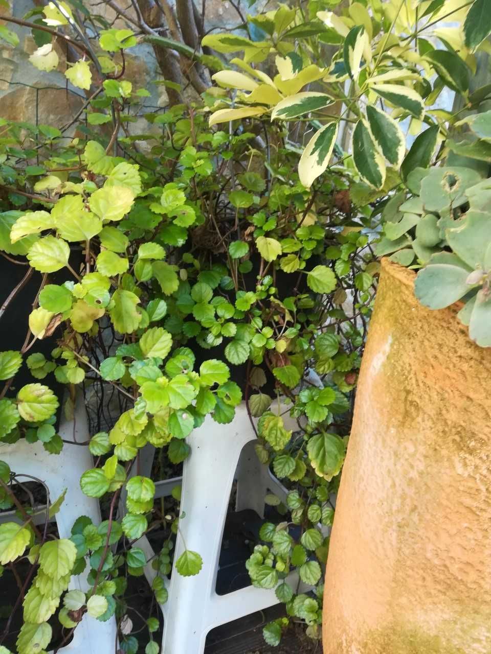 Planta natural, trepa ou de pendurar