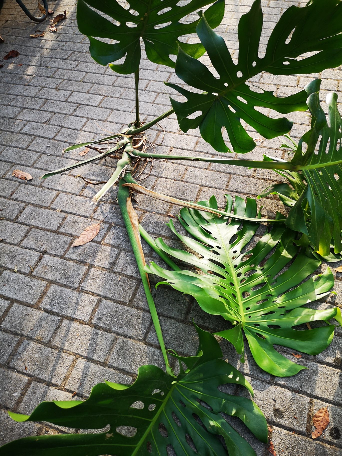 Monstera deliciosa – Planta com 6 folhas (50 cm)