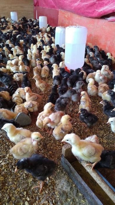 Galinhas poedeiras e ovos caseiros