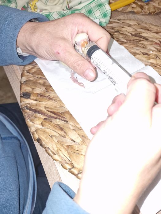 Roseicollis criados à mão