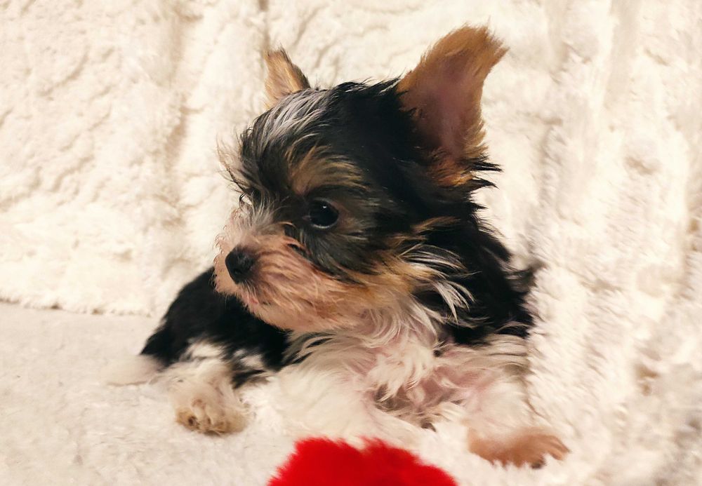 yorkshire terrier biewer trikolor mini