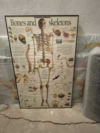 Cartaz ossos e esqueleto emoldurado