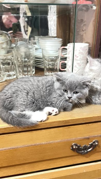 Кошенята 2 місяці