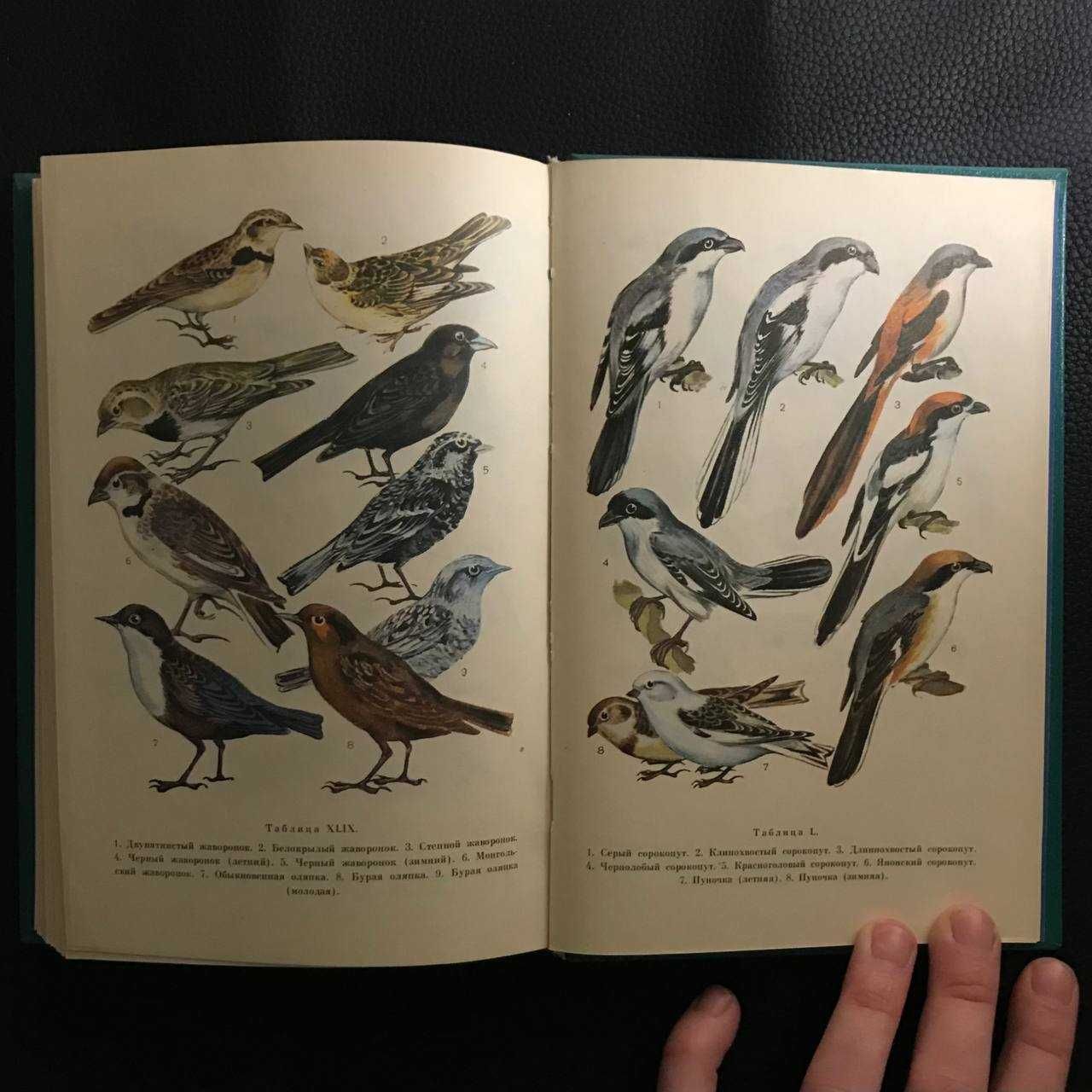 Енциклопедії про птахів 3 книги Букіністика
