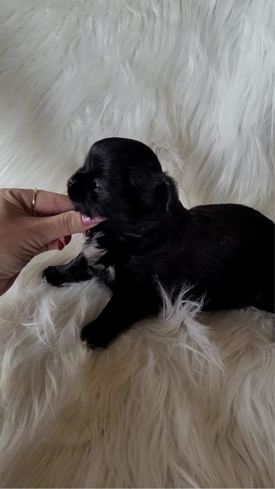 Chihuahua suczka długowłosa czarna
