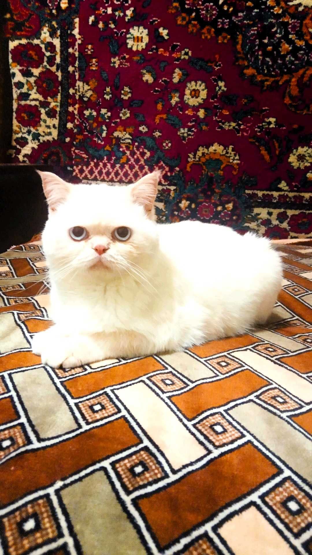 Дуже ласкавий котик
