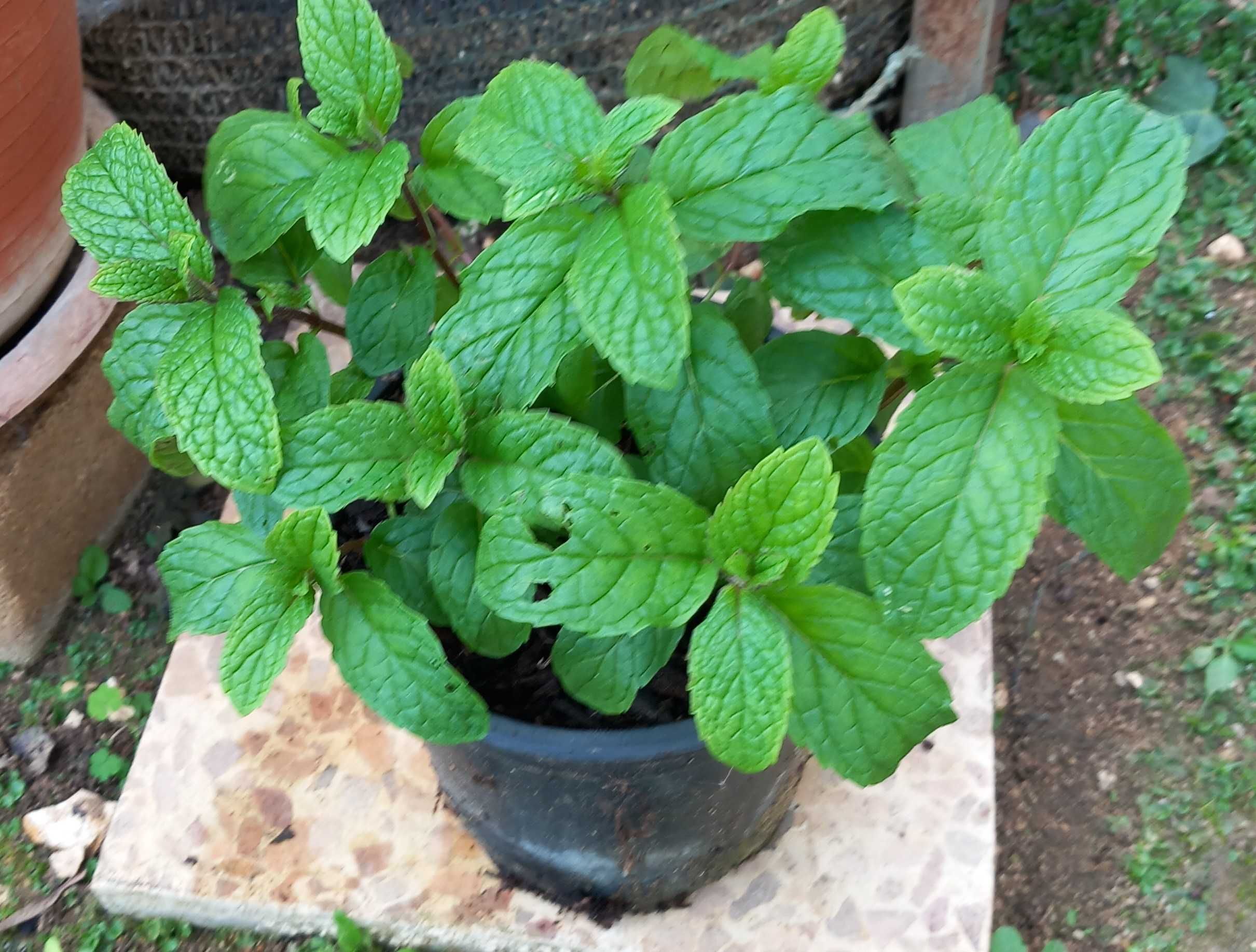 Planta Hortelã em Vaso