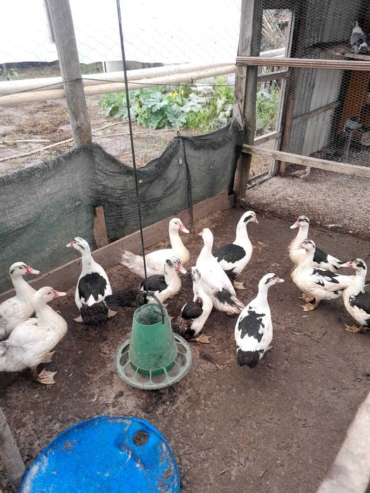 Patos mudos para engorda