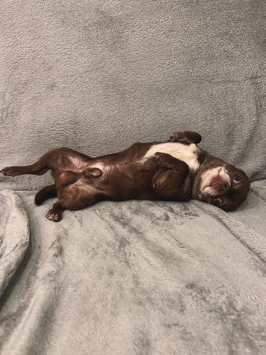 В‘язка чихуахуа