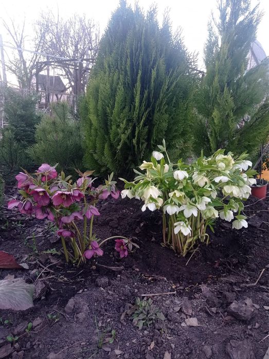 Морозник кущі , чемерник