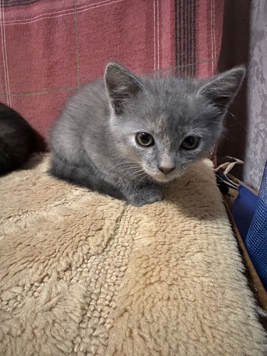 Котики від британця