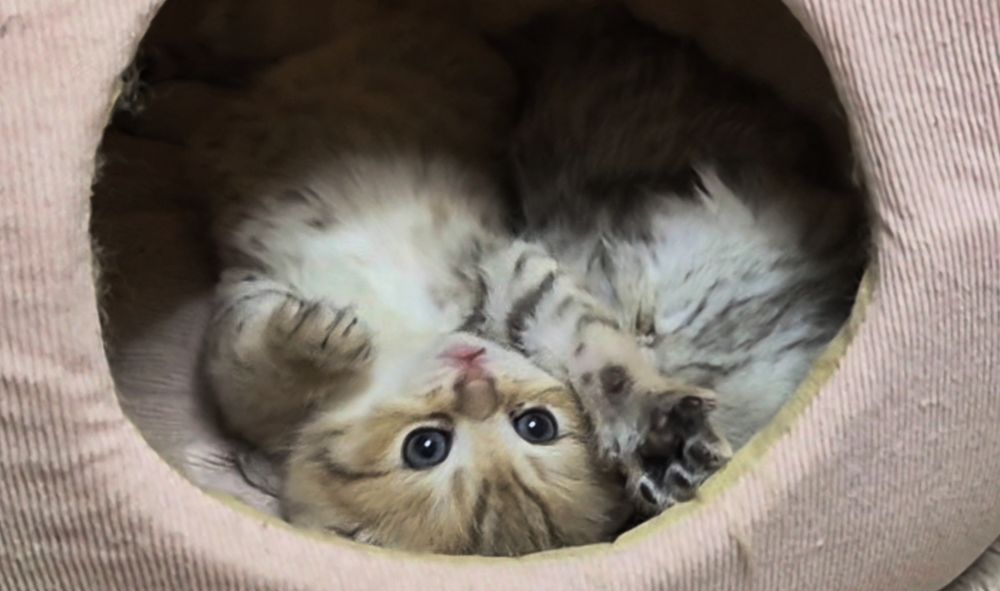 Шотландские прямоухие и вислоухие котята, мальчик и девочки