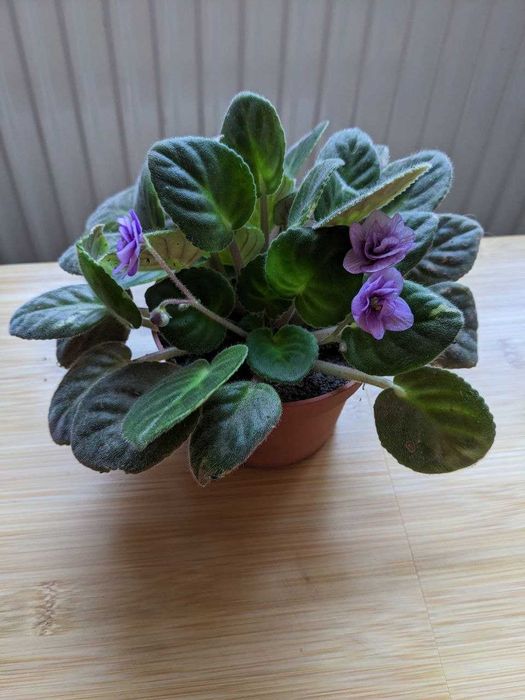 Кімнатні рослини фіалка, сциндаптус або потос, філодендрон