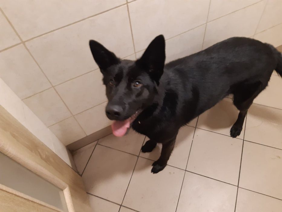 psy okolo 300 psow ze schroniska w lututuwie czeka aktualne