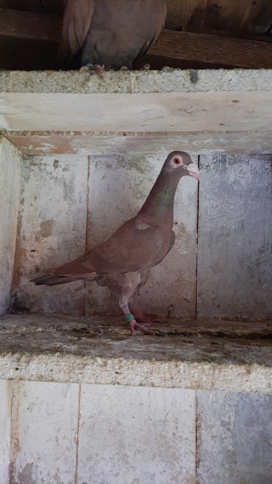 Gołębie Dragony 25r