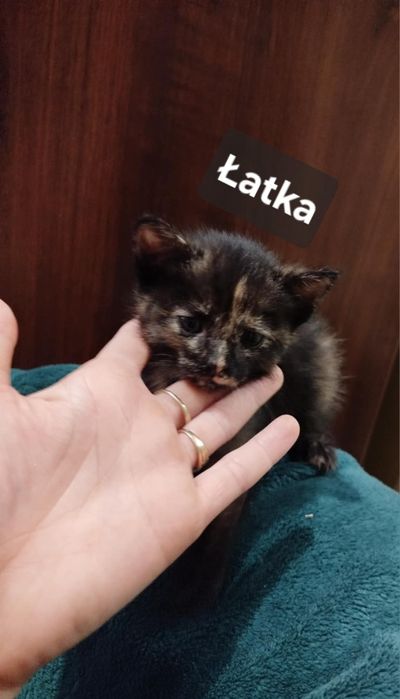 Kotki do oddania za darmo - ZAREZERWOWANE