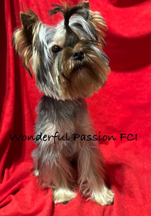 York Yorkshire terrier FCI ZKwP