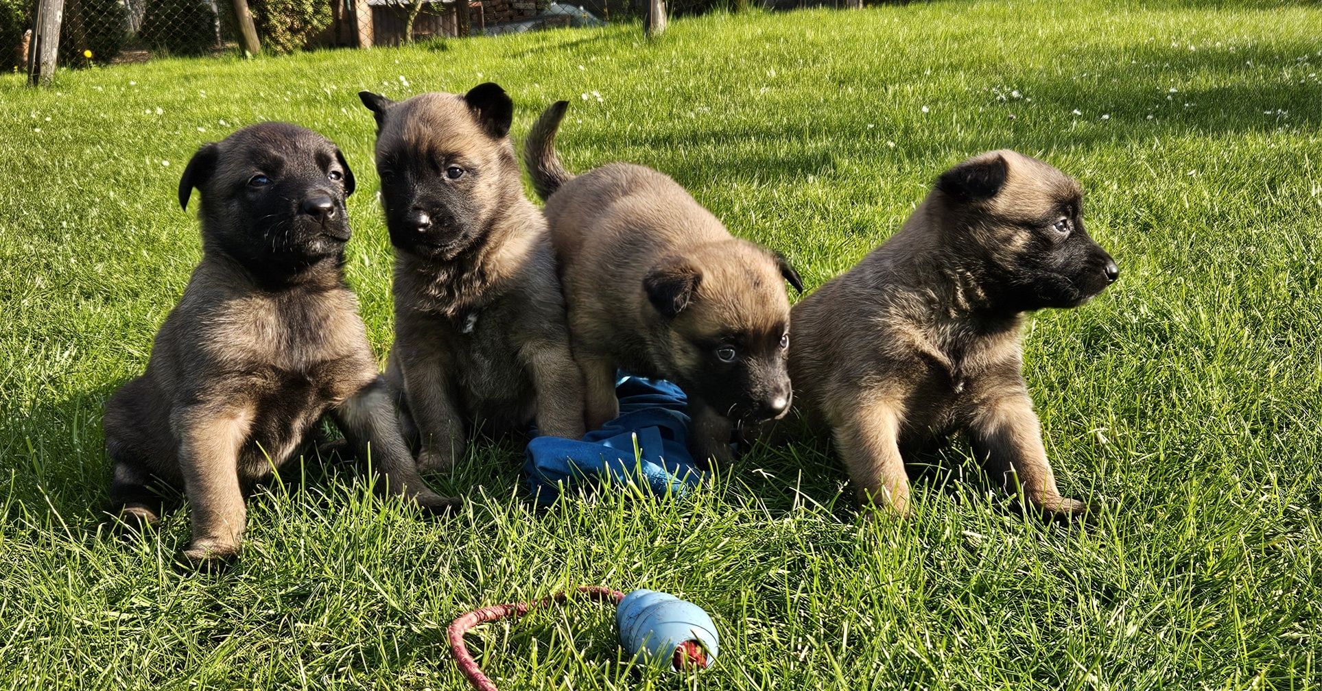 Owczarek Belgijski Malinois MIOT.