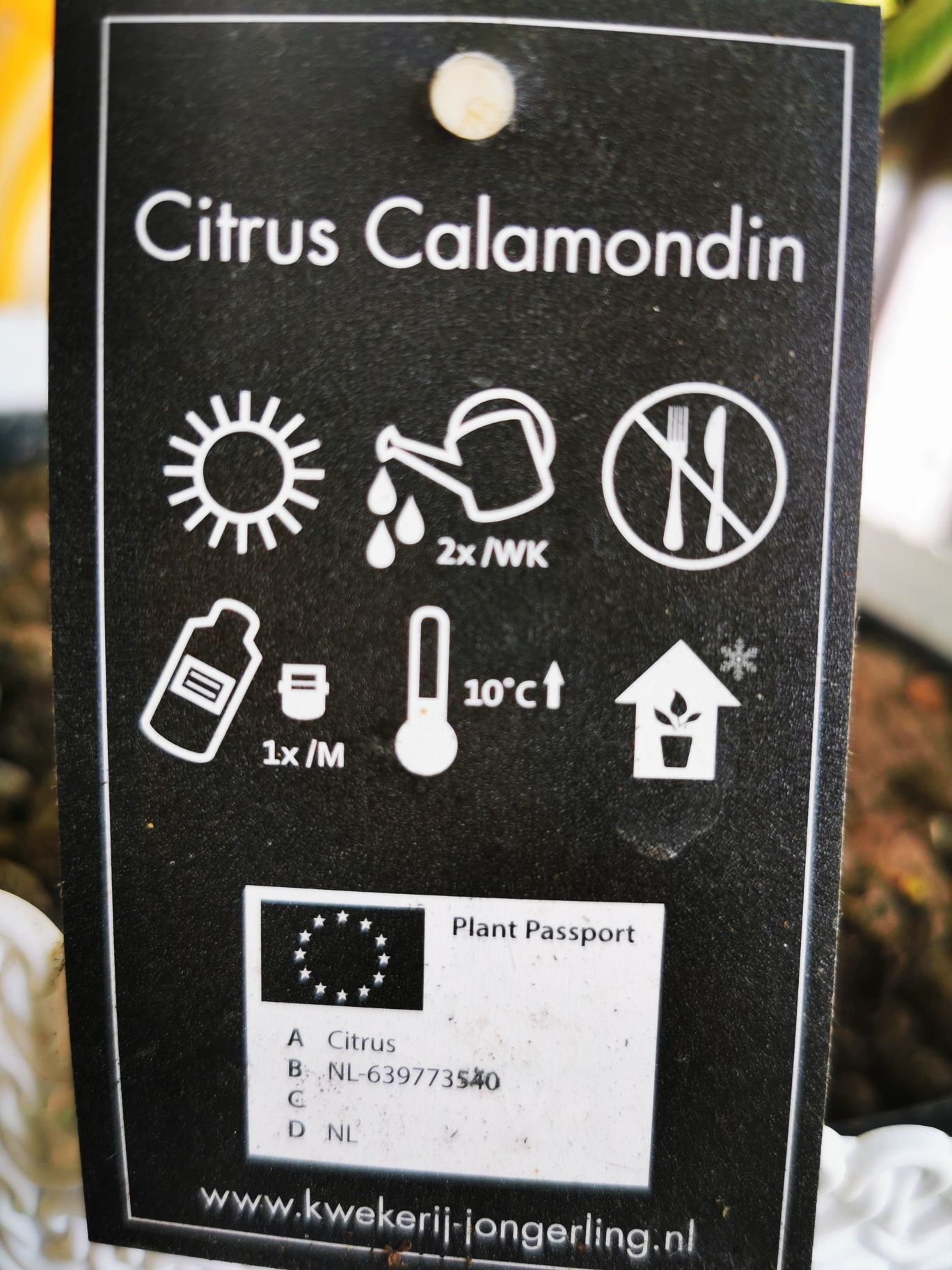 Citrus Calamondin, pomarańcza