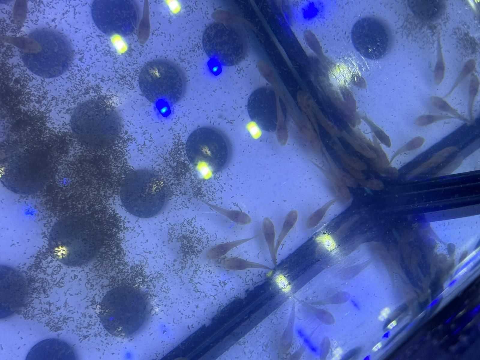 6 Ancistrus albinos