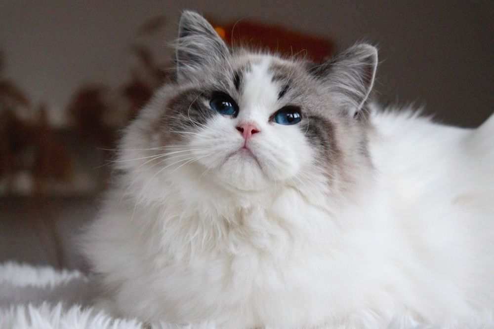 Kotka Ragdoll-rodowód FPL