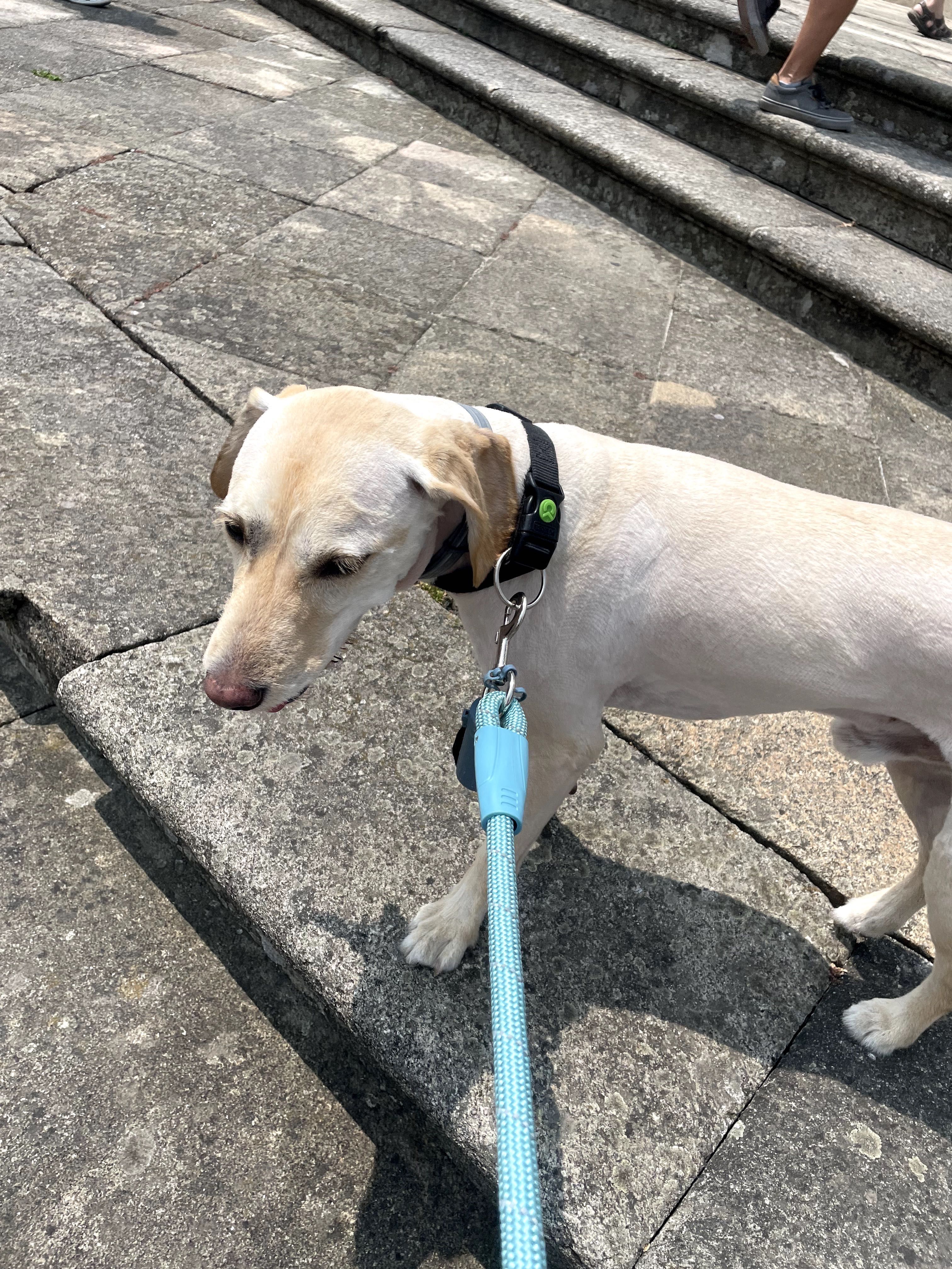 Pet Siting/ Pet walking