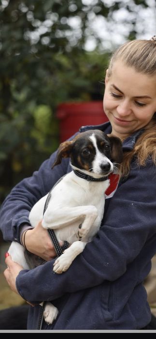 Malutka sunia do adopcji