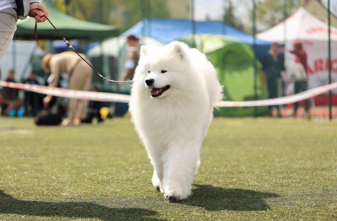 Samojed szczenię ZKwP