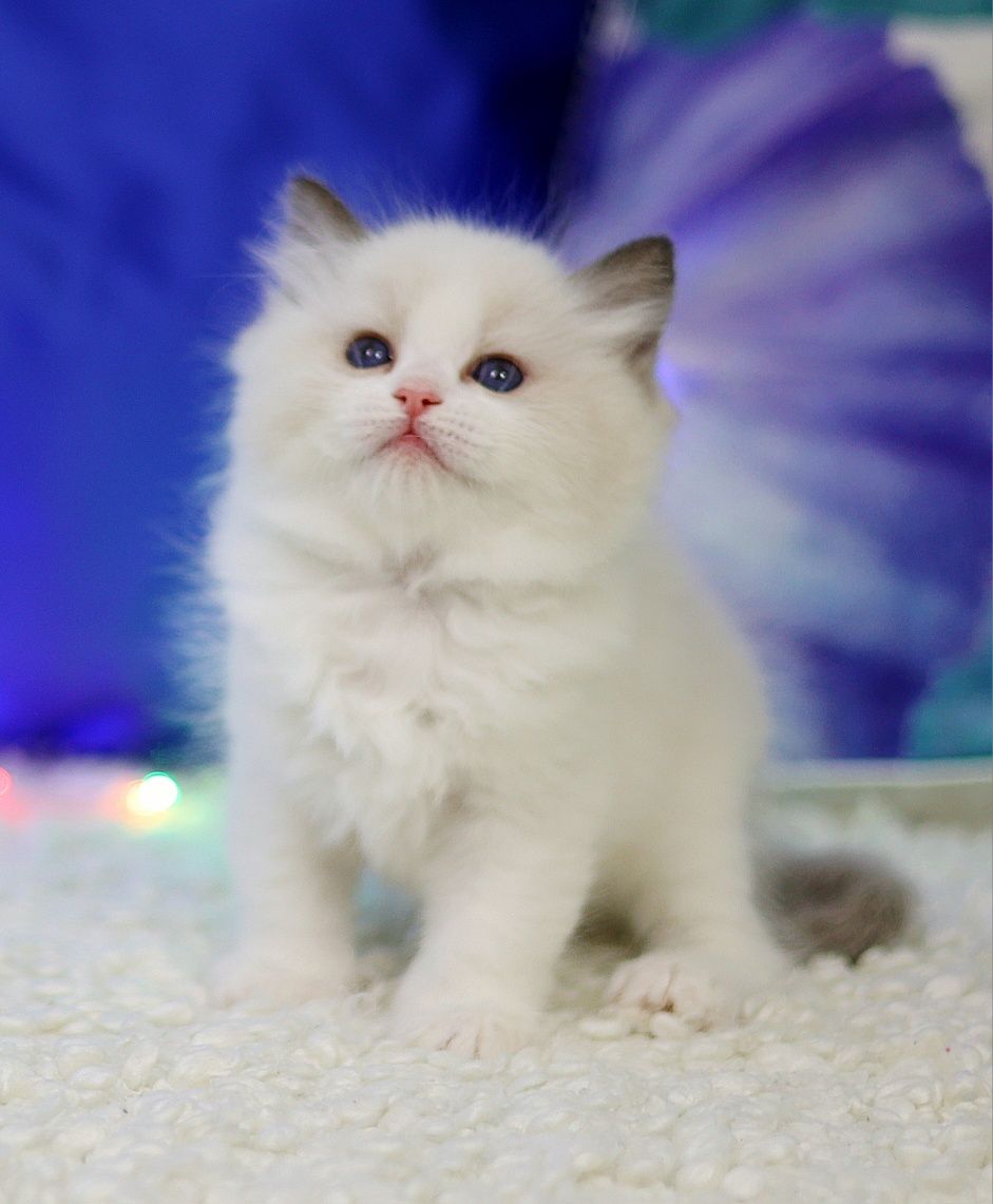 Kocurek Ragdoll seal bicolor po Junior Winnerze, rodowód FPL