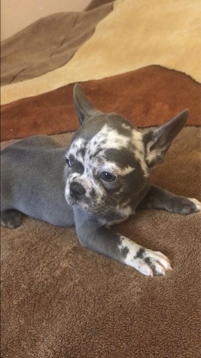 Французький бульдог, дівчинка.