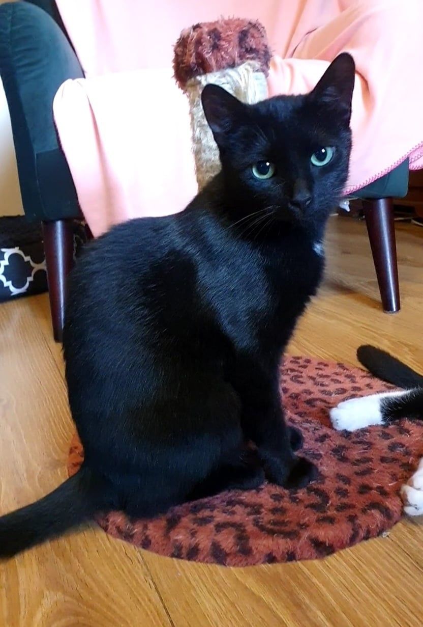 Bob Budowniczy i Marian świetne koty do adopcji