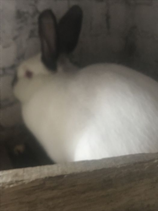 Продам кролицю..