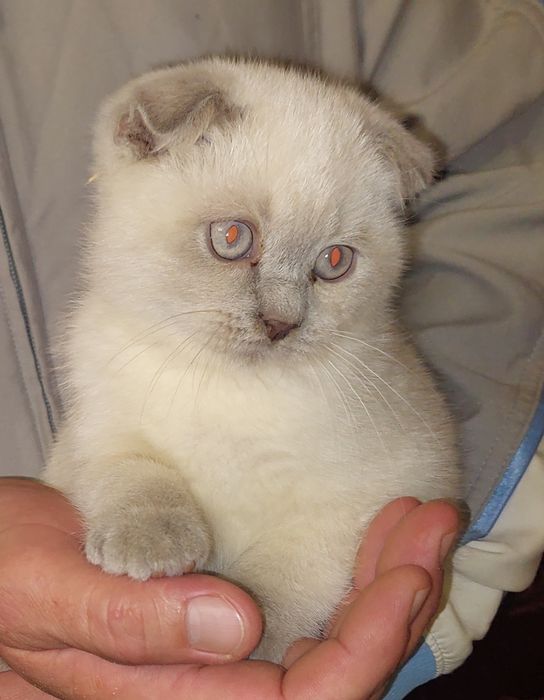 Породистая Девочка Скоттиш фолд.