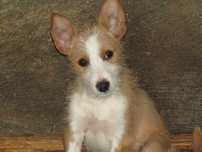 Macho Podengo Português Médio Cerdoso LOP/Pedigree/Afixo