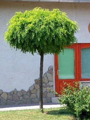 Drzewo akacja drzewko