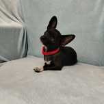Chihuahua Szczenięta Śliczna malutka czarna sunia