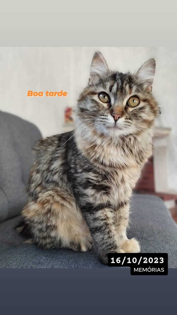 Gata peluda adoção