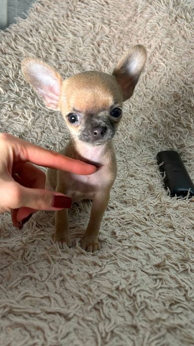 Продажа чихуахуа