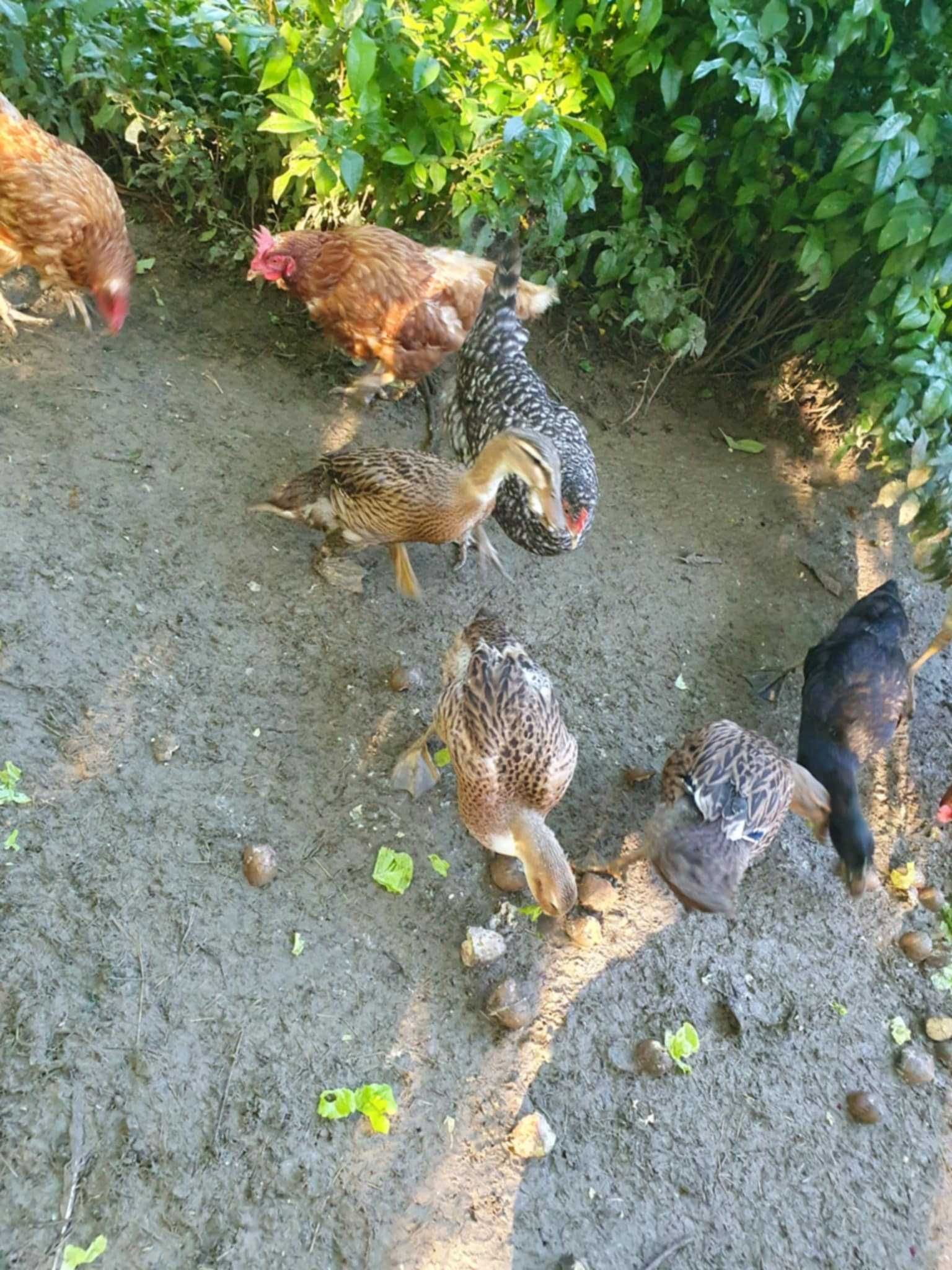 Sprzedam kaczki biegusy