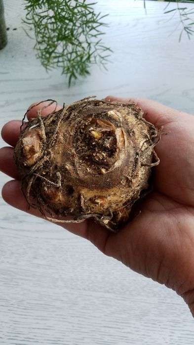 Гіпеаструм,калла біла