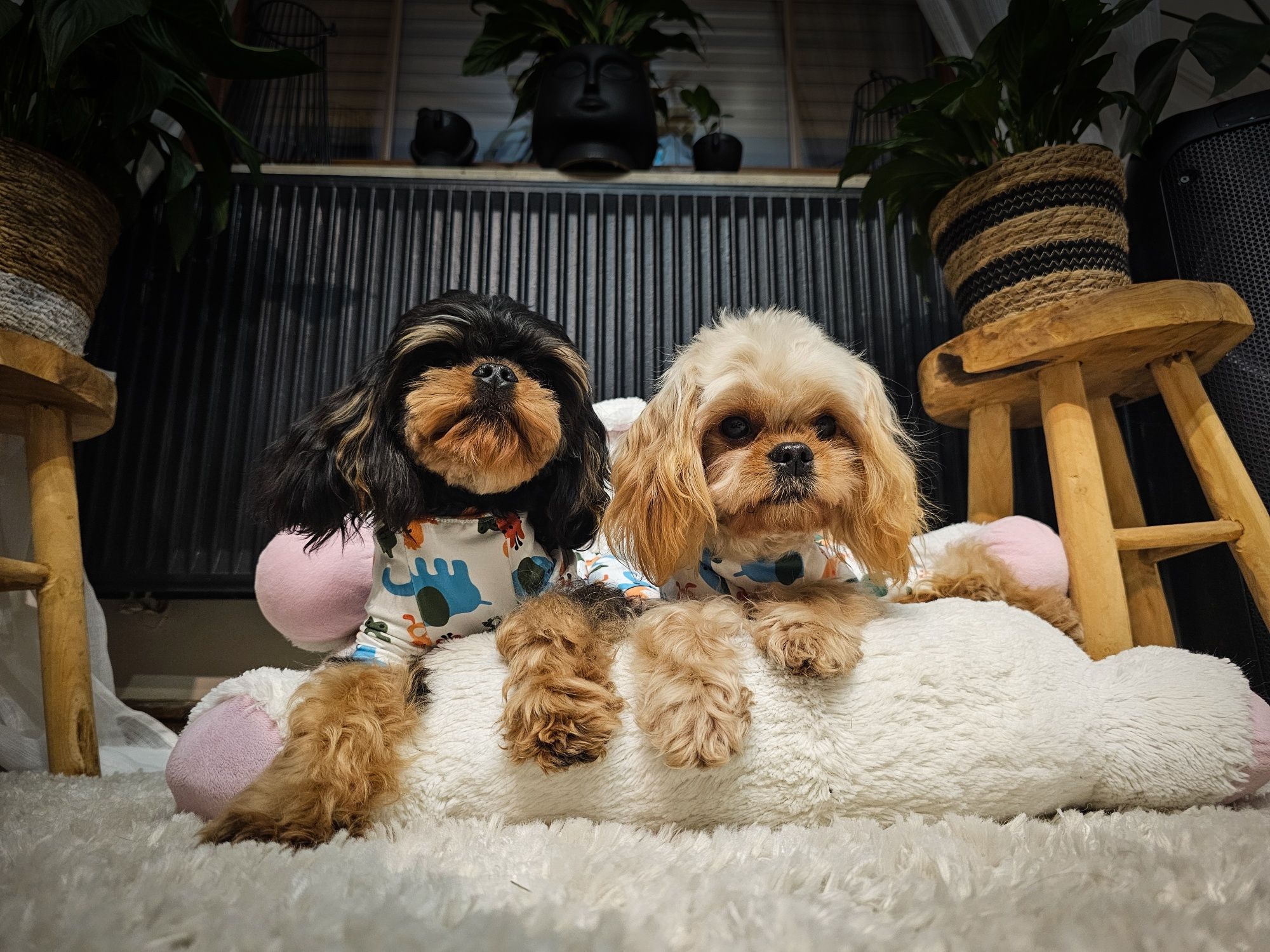 Cavapoo Cavadoodle f1