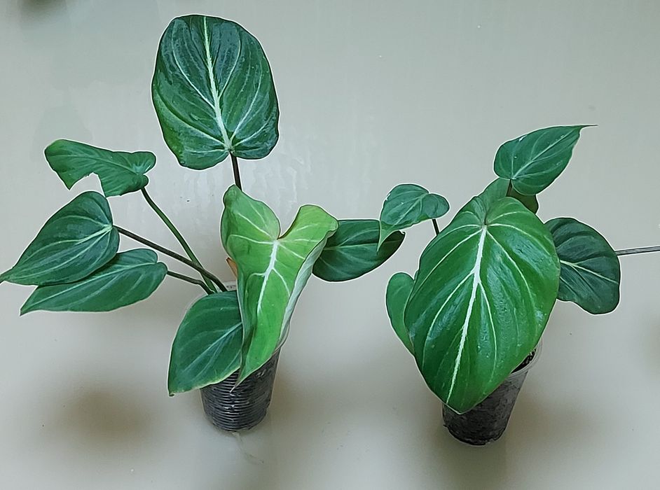 Філодендрон біллітае оренж, мінарум, маска, радіатум, Мамей, бородавча